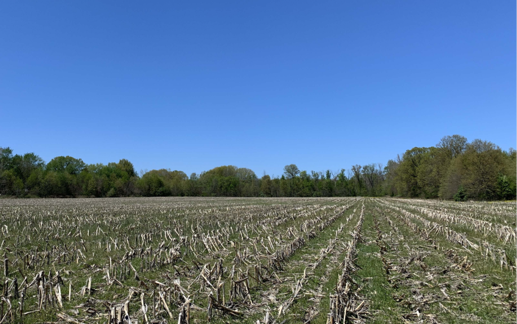 A fallow agricultural field with corn stubble delineating rows where the ground between is covered with green, spring vegetative growth. The field stretches to a deciduous tree line under a clear blue sky.